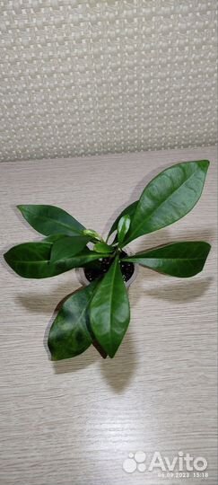 Таренна Дидидум. Брунфельсия Ундулата