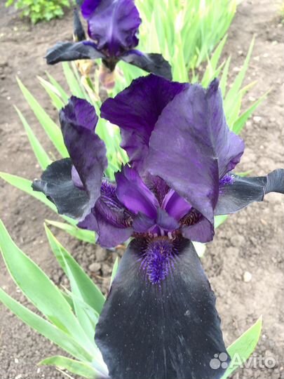 Ирисы переливчатые, вариегата, амена, пликата