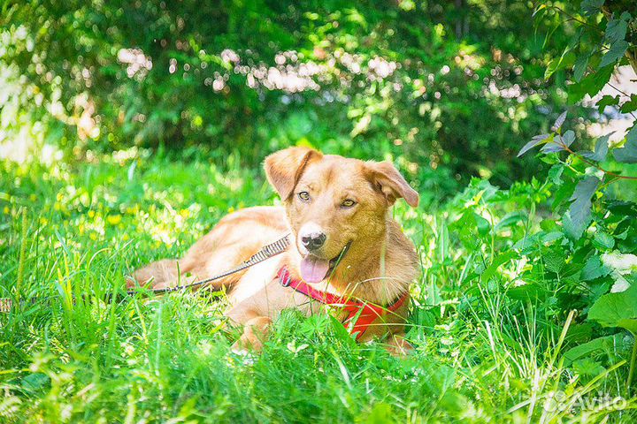 Солнечная Алиса ищет дом