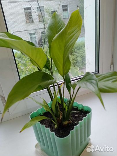 Спатифиллум