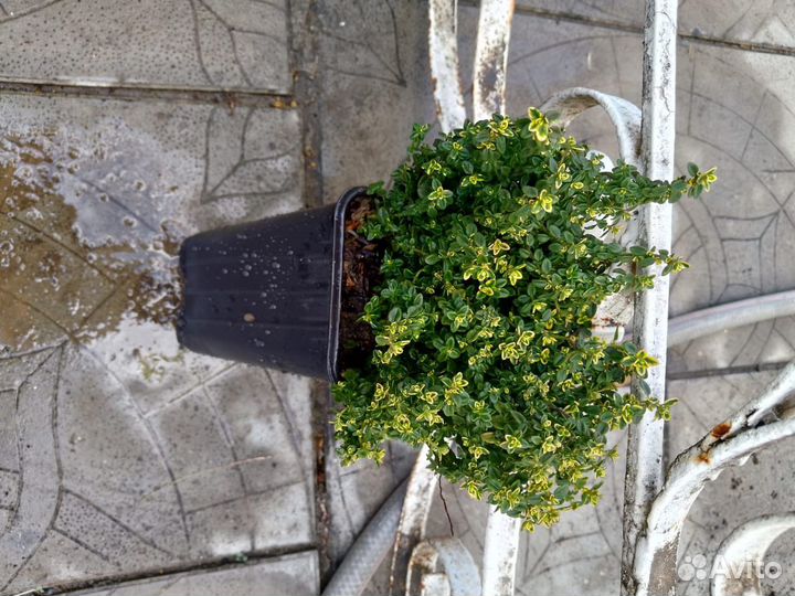 Садовые цветы, хризантема, гортензия, лаванда