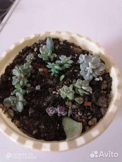 Кактусы и суккуленты