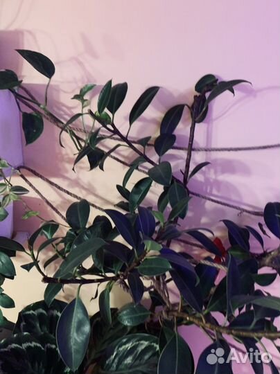 Фикус Робуста