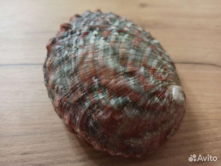 Морская раковина