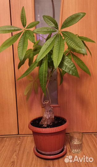 Пахира акватика