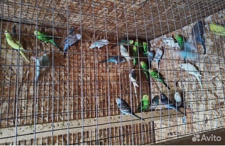 Птенцы волнистый попугай с клеткой