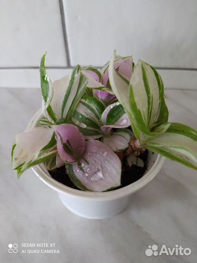 Комнатные растения