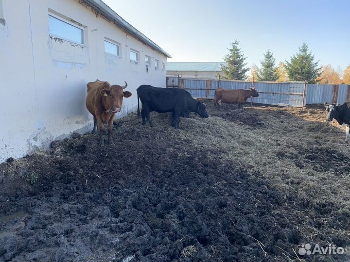 Коровы подсосные