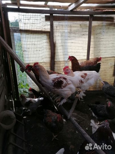 Молодые петухи