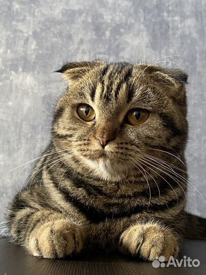 Шотландская вислоухая кошка бесплатно