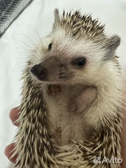 Африканский ежик