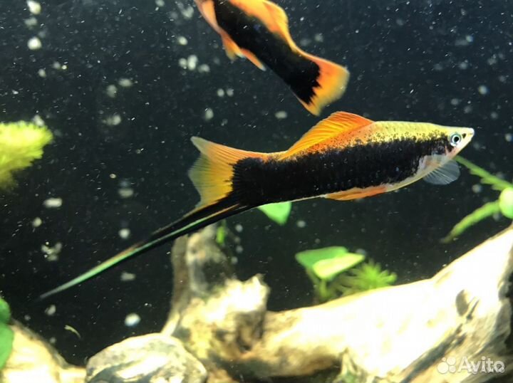 Меченосец черный