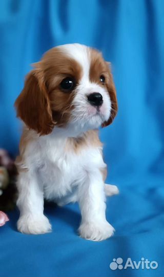 Девочка Кавалер Кинг Чарльз спаниель