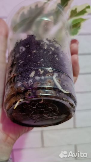 Фикус ДЕ гантель