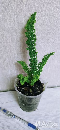 Нефролепис Spiral live (Спираль лив)