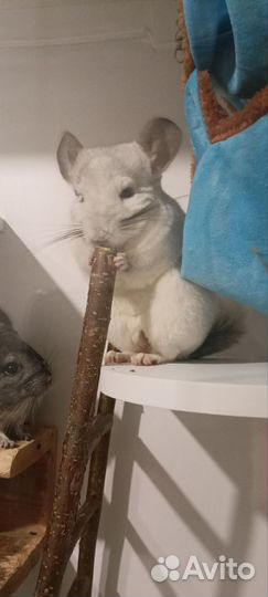 Шиншиллы