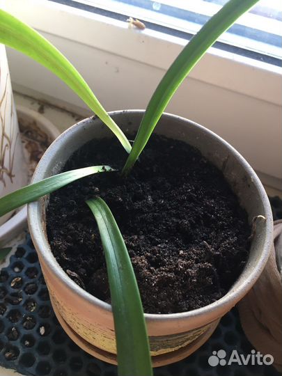 Кливия детки