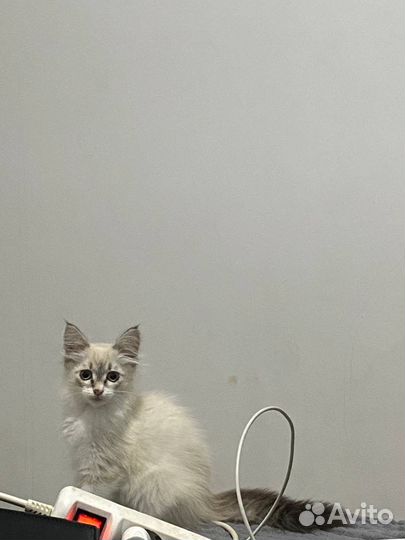 Отдам кошку бесплатно в добрые руки