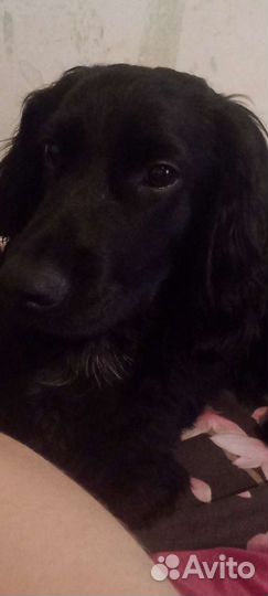 Русский спаниел ищет невесту