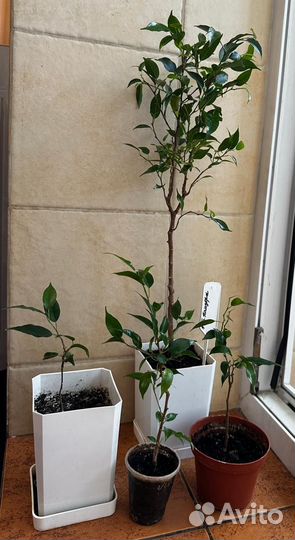 Фикус бенджамина Пандора