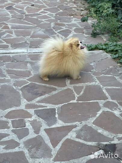 Померанский шпиц мини мальчик