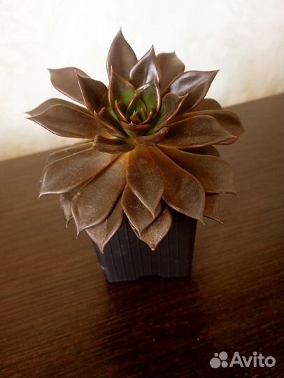 Суккуленты