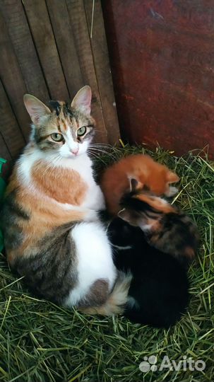 Кошки в добрые руки бесплатно