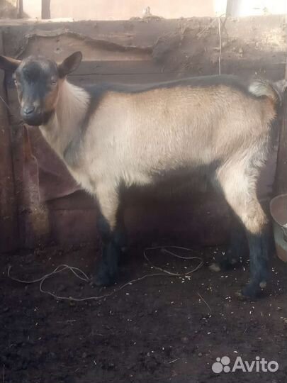 Альпийский козлик