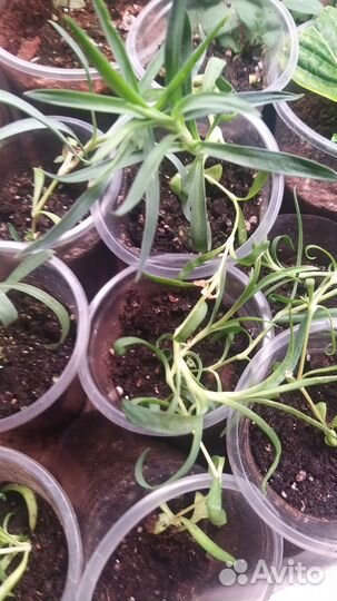 Диантус (Гвоздика)