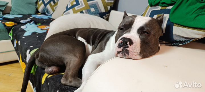 Сутулая собака в аренду