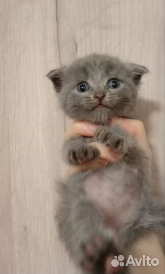 Кошки в добрые руки бесплатно