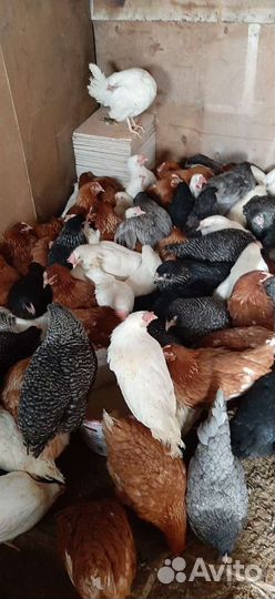 Куры Молодые Несушка