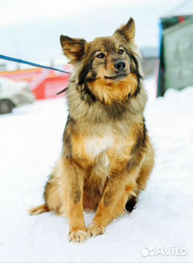 Пушистая красавица из приюта ищет дом