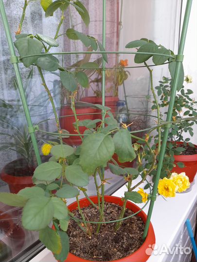 Комнатные цветы