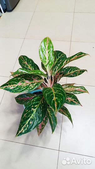Аглаонема баттерфляй