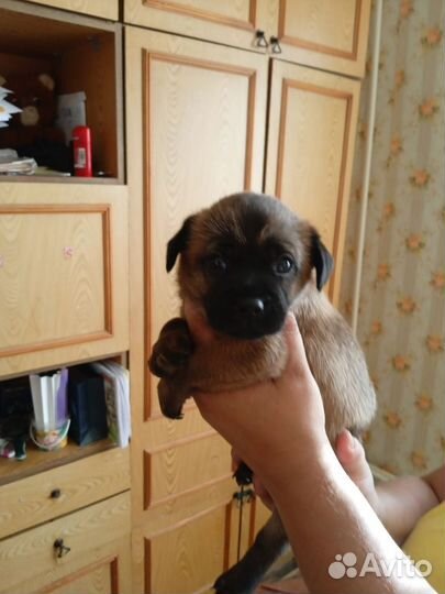 Щенок той-терьер