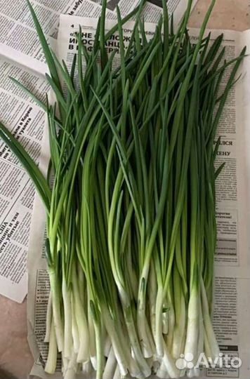 Лук свежий с огорода