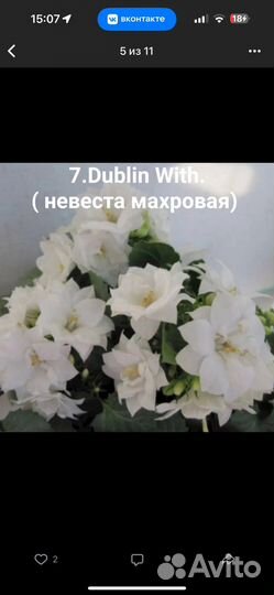 Кампанула жених и невеста