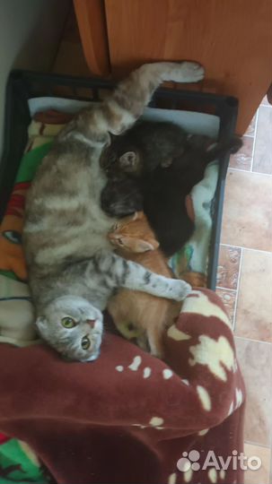 Британская кошка