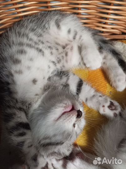 Шотландские котята