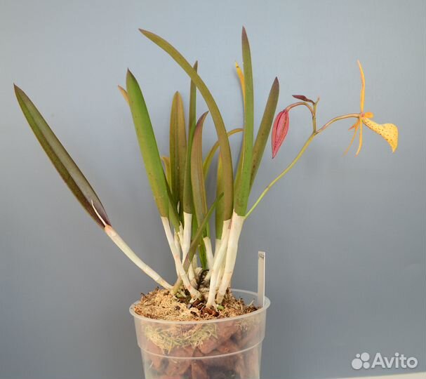 Орхидея каттлея