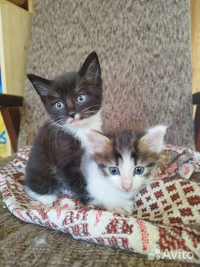 Раздаем Котят