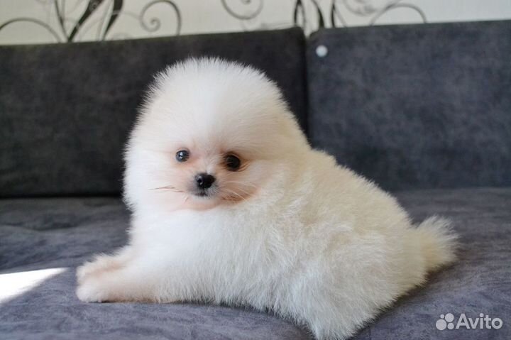 Щенки померанского шпица