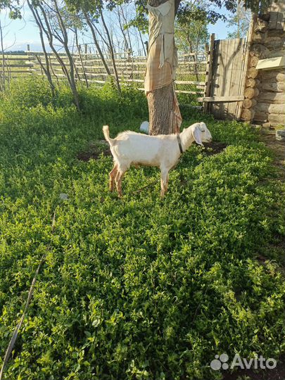 Англо нубийский козел