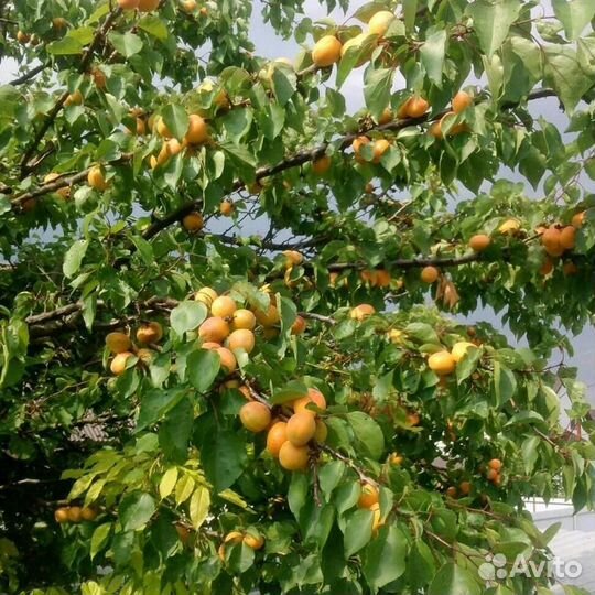 Жердель саженцы