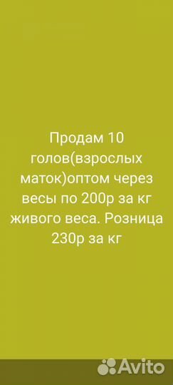 Барашки.Овцы