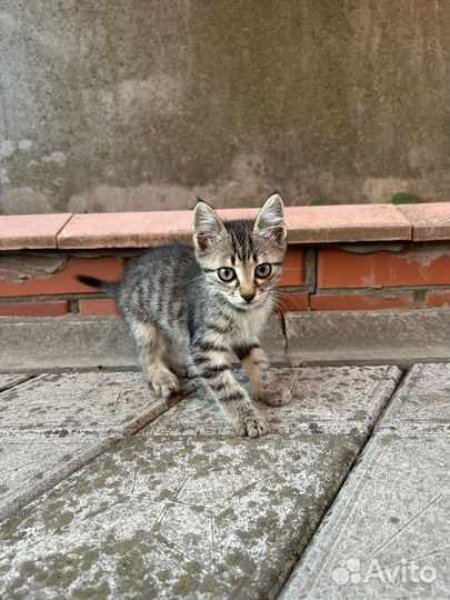 Котята ищут дом