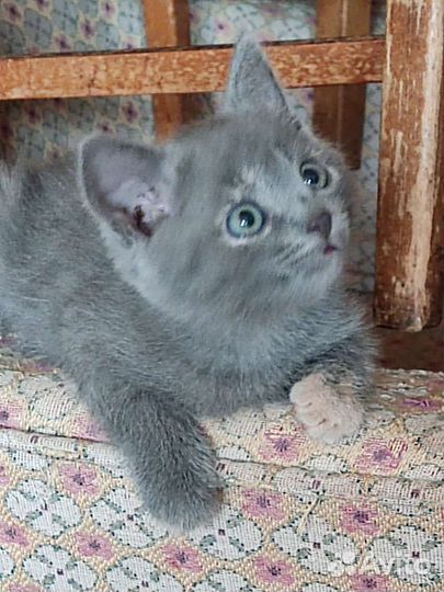 Котята 11.06.2023