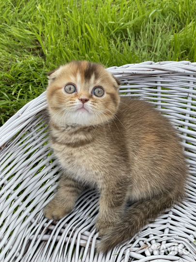 Шотландские котята