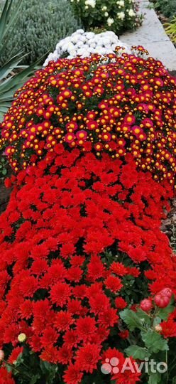 Мультифлоры, хризантема, кусты и маточники